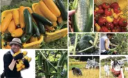 VEGI FARM 　自家農園で野菜や、お米の栽培を行う。　働き方の多様性や、自分らしい生き方の提案する。収穫された野菜やお米はオサキ食堂に振舞われます。