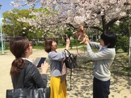 桜の咲く季節には外でコミュニティイノベーション。もちろん仲間のわんこも一緒です。