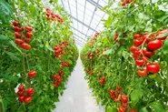 Happy Qualityが確率した栽培マニュアルによって年中、高品質且つ安定的な生産を実現しました。高温下ではトマトが作りづらい夏場においても高品質なトマトが供給可能です。