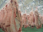 と畜解体された枝肉。せりが行われ京都の有名焼き肉店や海外へ出荷されていきます。