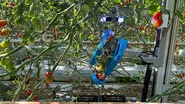 トマトを自動で収獲するロボットをメインに開発しています。