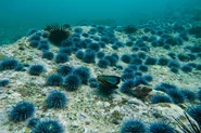ウニが大量発生した藻場