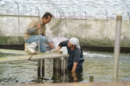 「他にない鰻」を育てることを目指し、昭和40年から鰻の養殖を行っています。