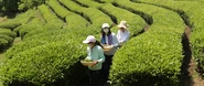 標高400m以上の場所にあるお茶畑。ほんのりとした甘味と優しい香りが特徴の「高梁紅茶」が特産品です。