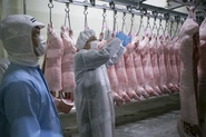 豚を豚肉にする食肉加工の工程