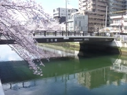 2015年　桜の時期に完成しました。（三石橋）