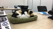 オフィスにまで猫が…当社のCTOが置いてくれました！いつかは本当の犬や猫がいるオフィスを実現したいと考えています。仕事をするPCの横で猫が寝てるなんてステキな環境ですよね。