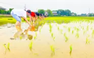 TSUBOMIプロジェクト。みんなで田植え！できたお米は、毎年子ども食堂へ