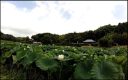 蓮の花　７月初旬頃