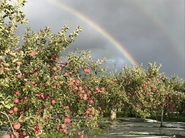 虹のかかったりんご園地