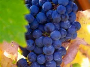 Wine grapes 