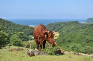 京丹後市の日本海牧場で放牧される母牛。赤茶けた粘土質の山肌をも、牛は緑の牧場に変えていきます。