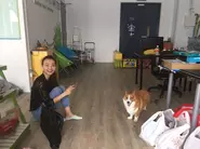 We have a Corgi Dog in the office who works as a part time clients' public relations.