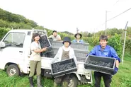 2017年のワインブドウの収穫。登醸造で仕込みも手伝いました。
