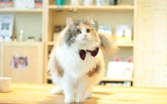 チェルシー社長だにゃ。猫の僕が欲しいサービスを人間に伝えて作ってるのにゃ。
