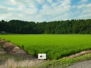 ファストコム　オリジナル米の田んぼ。ここで収穫されたお米の一部が、社員へも贈られます。