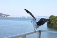 海を望む、その名前どおりの景色。能登島と七尾湾が見えます。