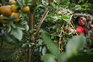バリ島のコーヒー農園。美味しさを軸に生産と消費が循環する仕組みを作りたい。