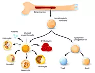 幹細胞を活用した次世代医療法の開発