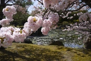 二条城の桜も綺麗な季節となりました。