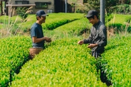 静岡市大河内地域にある自社茶畑