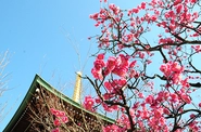 梅窓院の四季を彩る梅の花
