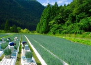 京都で九条ねぎを専門につくる農人集団です。