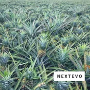 Pineapple Plantations