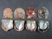 アコヤガイ：親貝の系統例