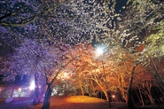 新得神社山の夜桜