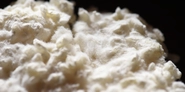 米糀（こうじかび）は、世界一効率よく酵素を産出する！