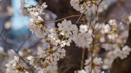 中野通りは桜の名所、インプリムの2階の窓からお花見ができるのです。