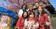 石ちゃんもまいうーと紹介してくれた『さくら満開餅』を河津桜祭期間中販売して頂きます。大きな柏型の桜餅に桜葉を巻く製造販売業です。