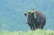 知夫の風景