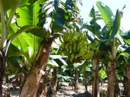 トカラ列島　宝島のバナナ園