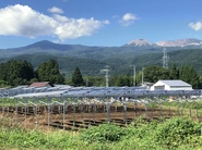 太陽光発電システムの架台の下で作物を育てる「ソーラーシェアリング」。弊社は施工実績県内トップクラスです。農家さんが作物の販売以外に安定した収益を得ることにつながります。