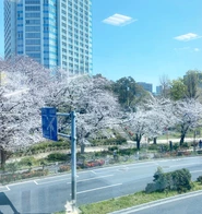 春は桜が満開です（オフィス内より撮影）