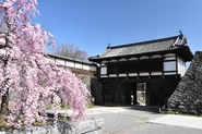 小諸城址懐古園の桜