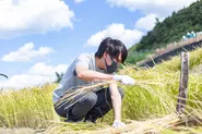 契約している石川県輪島市の千枚田（http://senmaida.wajima-kankou.jp/）で稲刈り。ＰＣの前に座っているだけではありません。