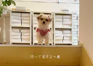 社内では、看板犬であり癒しの存在であるレオちゃんが、毎日私たちを笑顔にしてくれます！