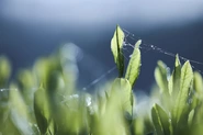 天敵が害虫を喰み、茶畑が健やかに育つ