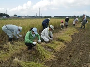 協働の米づくり「七豊米」