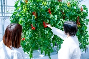 ゲノム編集トマトの栽培の様子