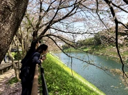 入社する4月には綺麗な桜が咲く千鳥ヶ淵が近くにあります