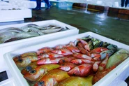 訪問先の市場で獲れたての魚を購入できるのも魅力。