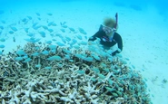 環境汚染と地球温暖化がサンゴの白化現象の大きな原因となっています。