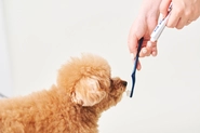 犬の歯磨き嫌いを克服できるサービスの企画や販売を行っています。