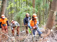 釜石地方森林組合の伐木作業