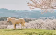 「NOT A HOTEL NASU」では、那須に広がる16万坪の牧場で20頭の馬と過ごすことができます。春は桜が美しいです。
