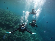 沖縄でのダイビング体験！